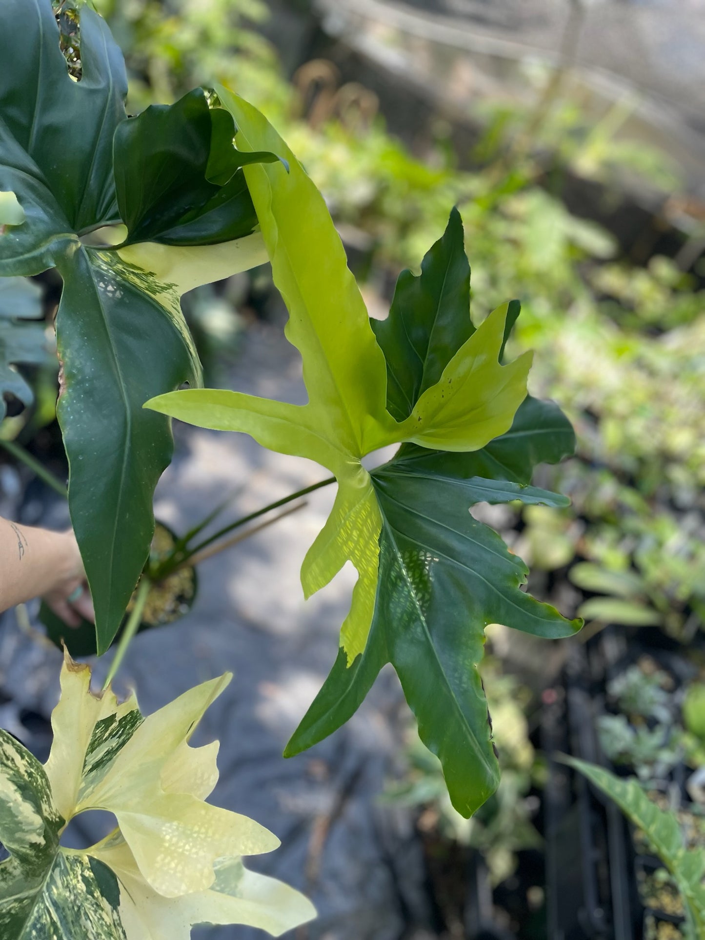 Philodendron African fantasy