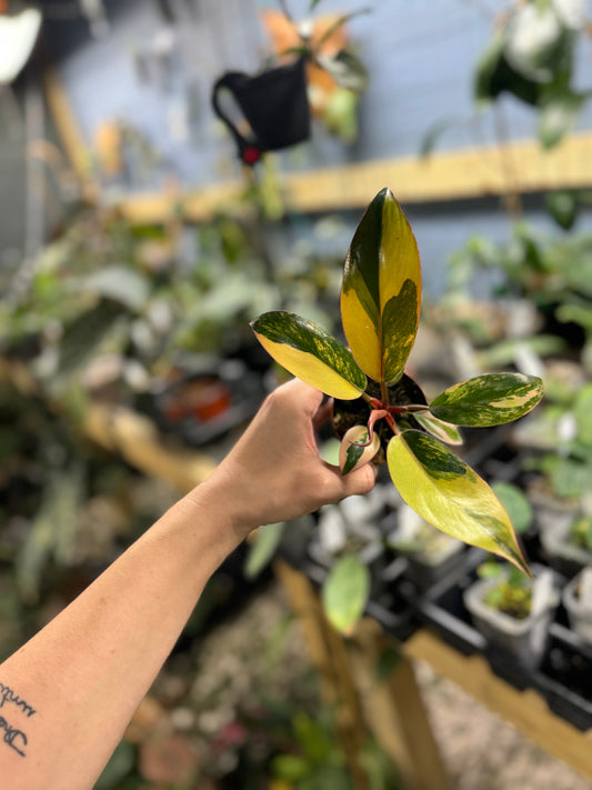 Philodendron red Congo variegated