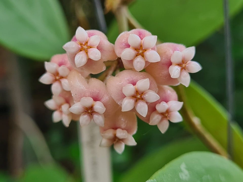 Hoya ‘Khon Kaen Ruby’ x Hoya crassipetiolata (seed 03)