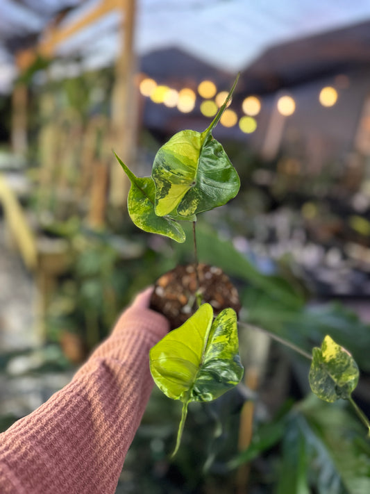 Alocasia stingray variegated