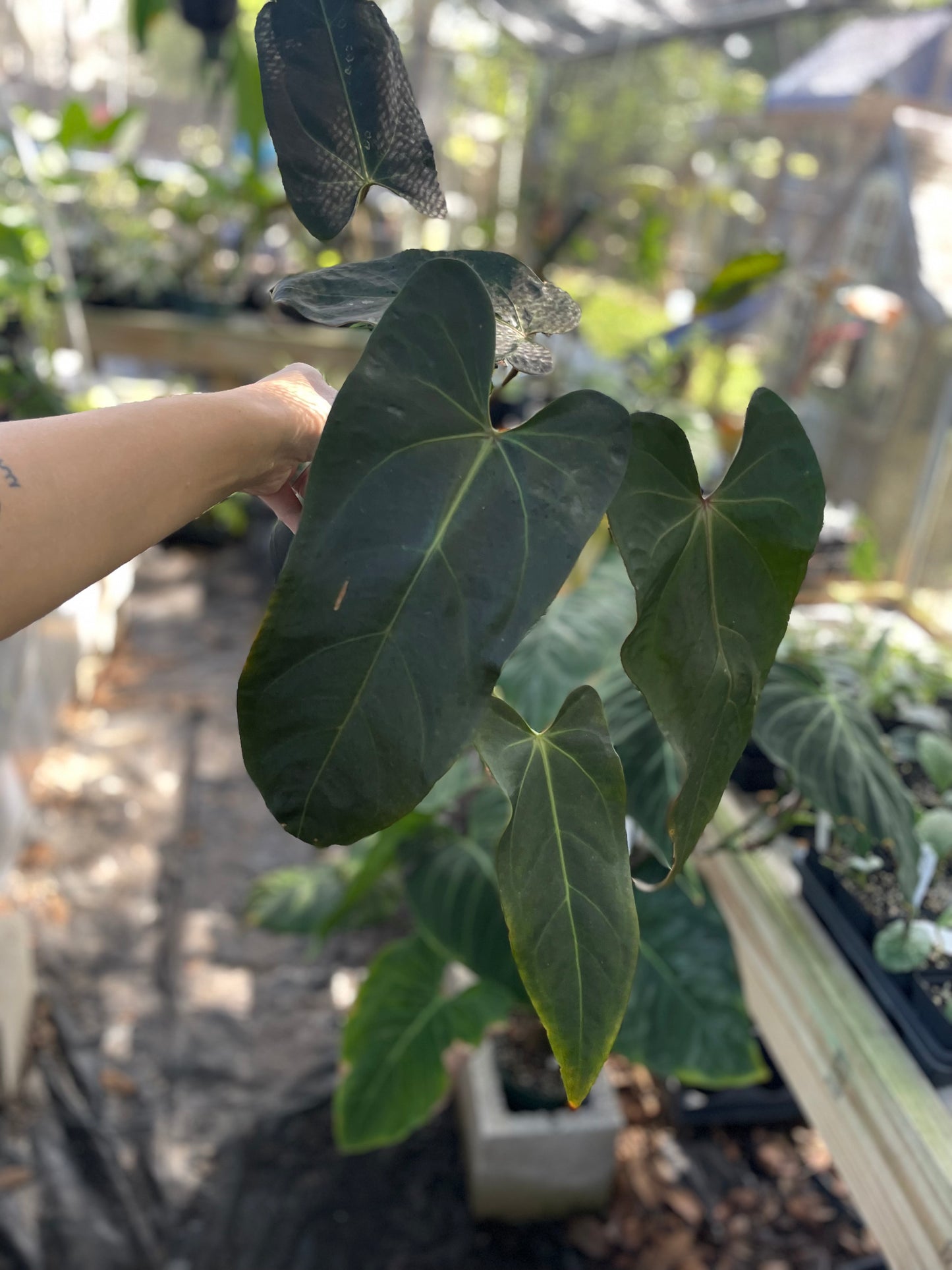 Anthurium Doc Block red velvet cake x dark and handsome