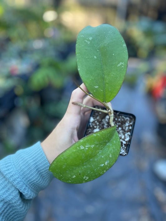 GROWER’S CHOICE: Hoya Yuna