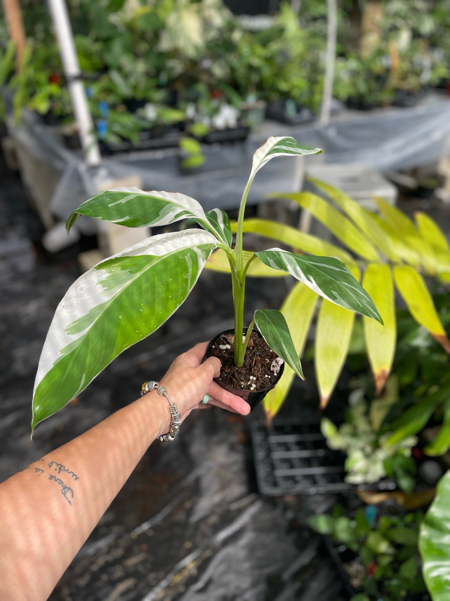 Musa Florida Variegated