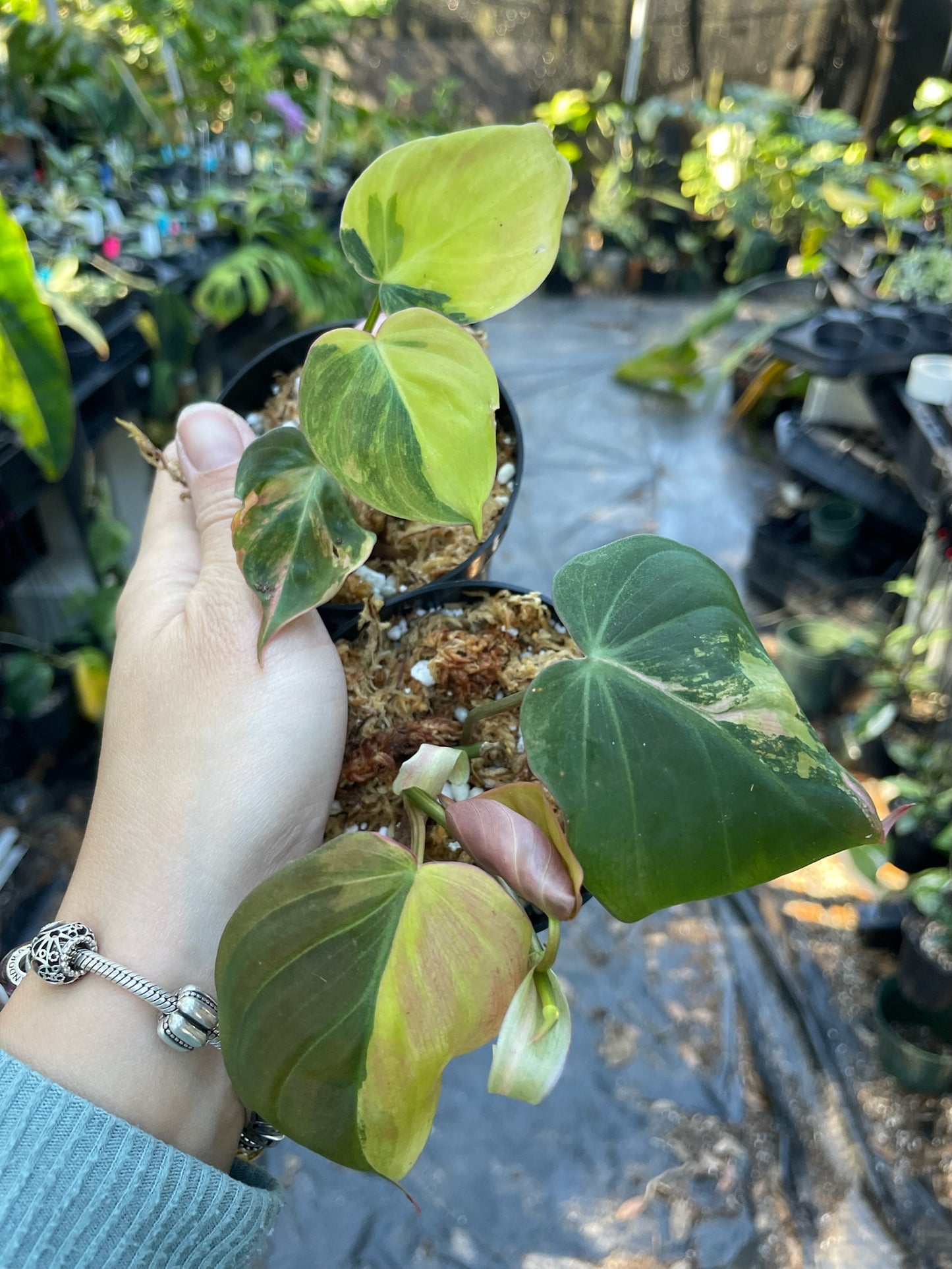 Philodendron micans variegated