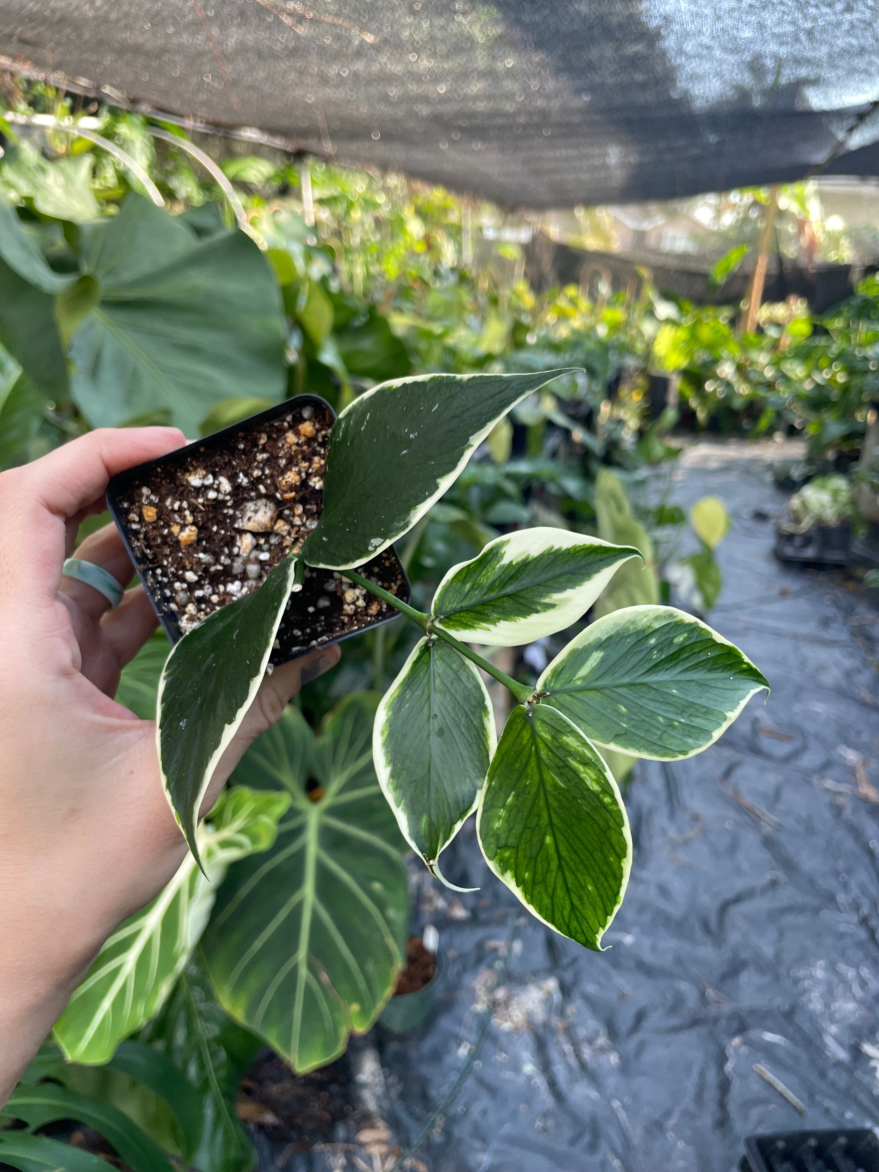 Hoya polyneura albomarginata (outer variegated) – Jax's Jungle