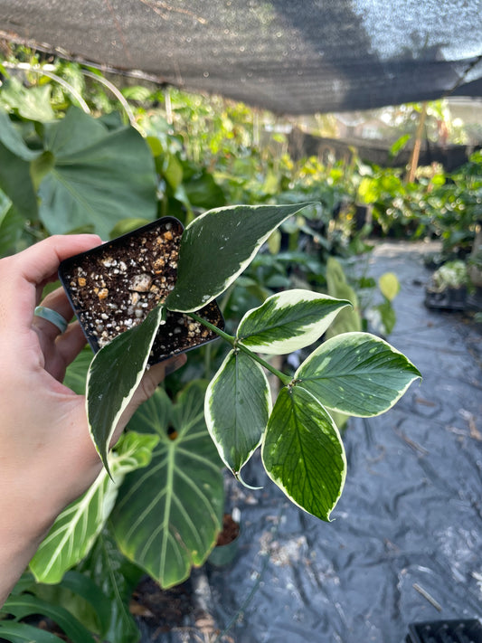 Hoya polyneura albomarginata (outer variegated)