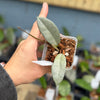 Hoya carnosa 'Wilbur Graves' (Silver)