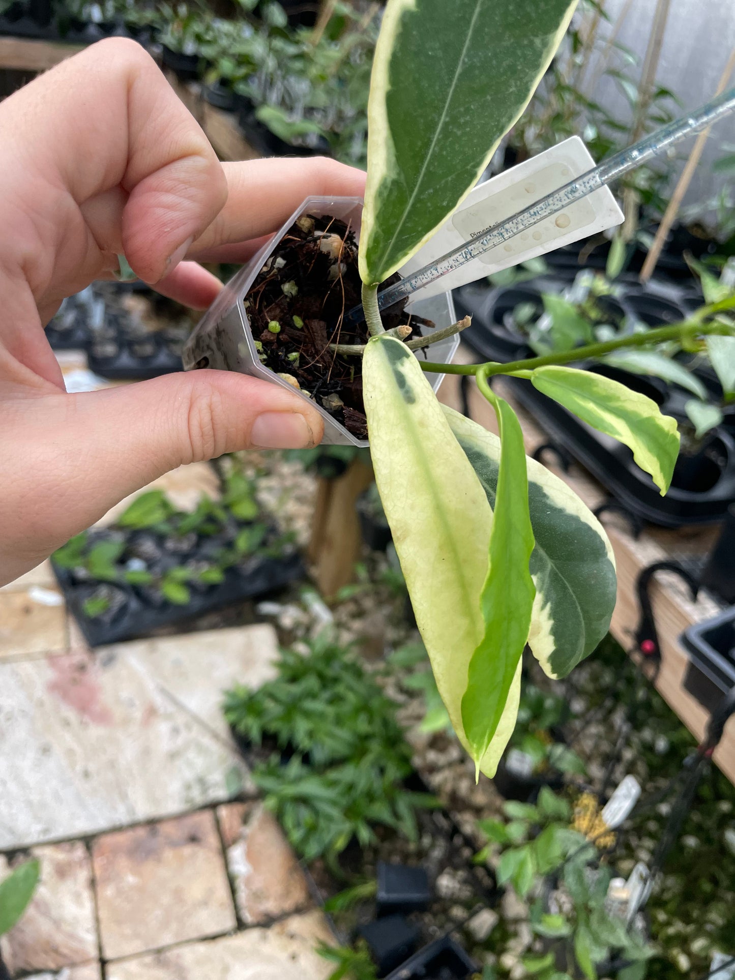 hoya pimenteliana  albomarginata