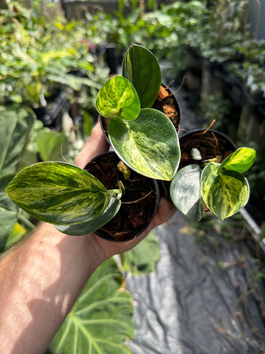 Scindapsus Treubii dark form variegated