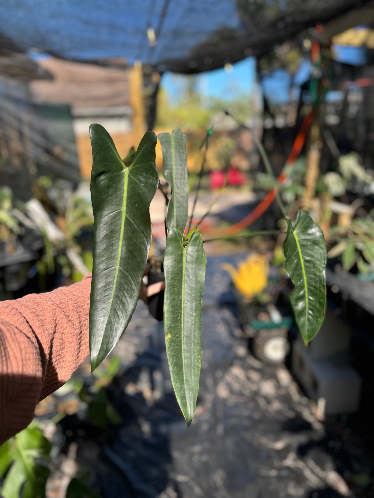 Philodendron Spiritus Sancti