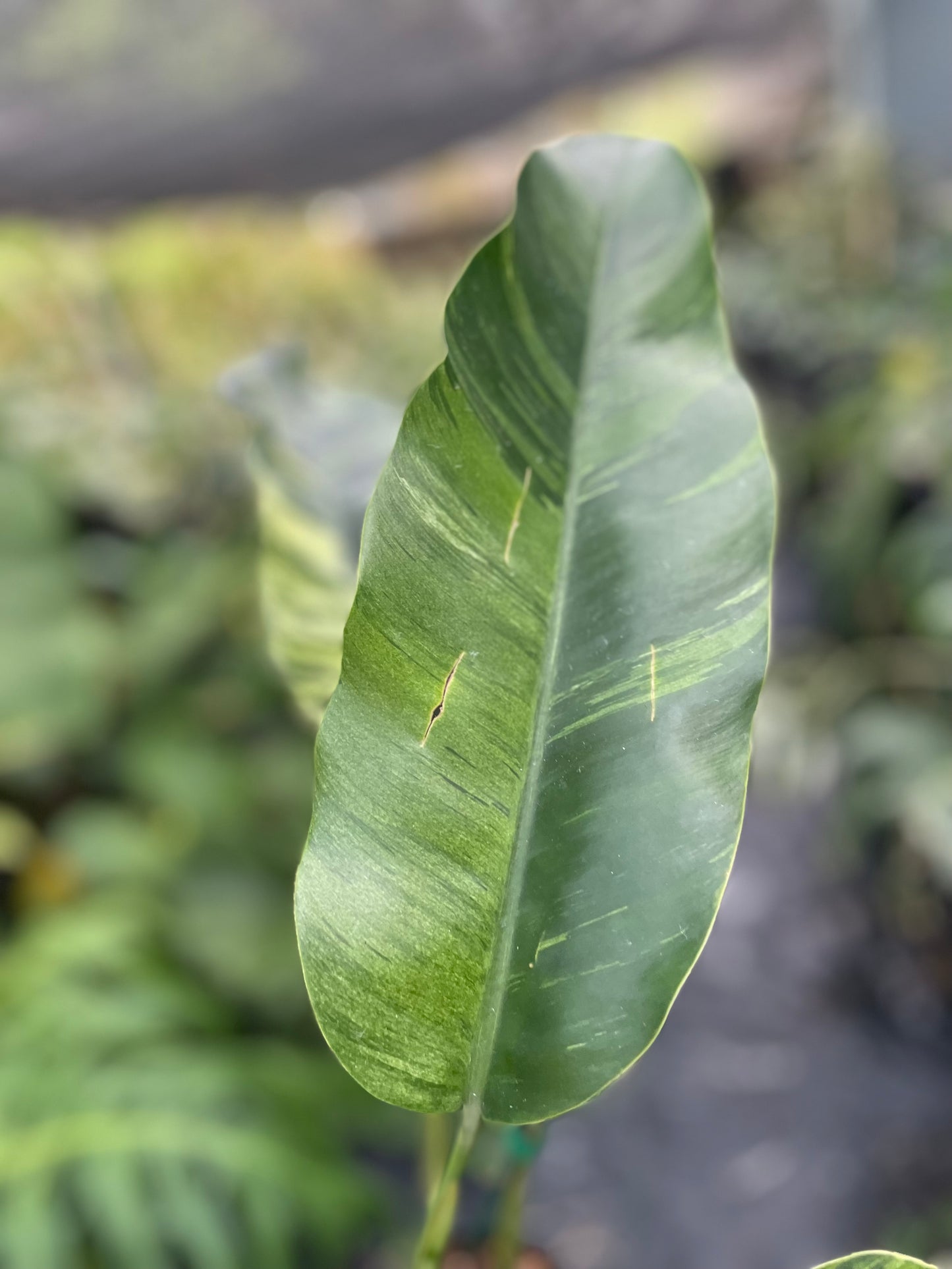 Epipremnum giganteum variegated