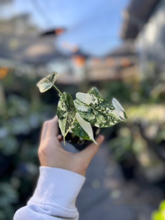 Alocasia Dragon Scale Variegated