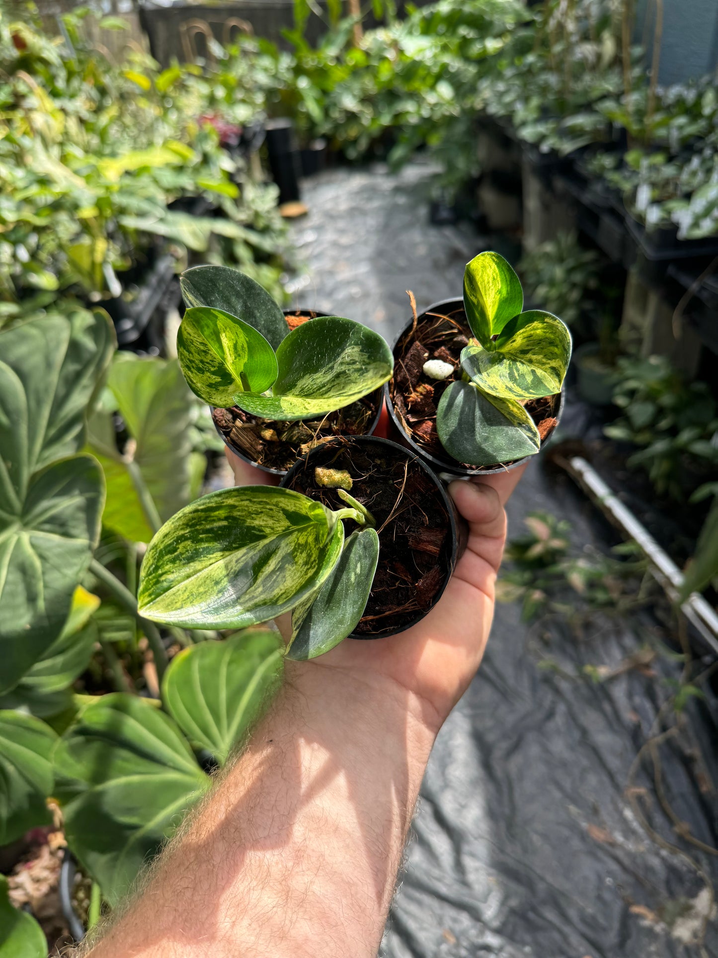 Scindapsus Treubii dark form variegated