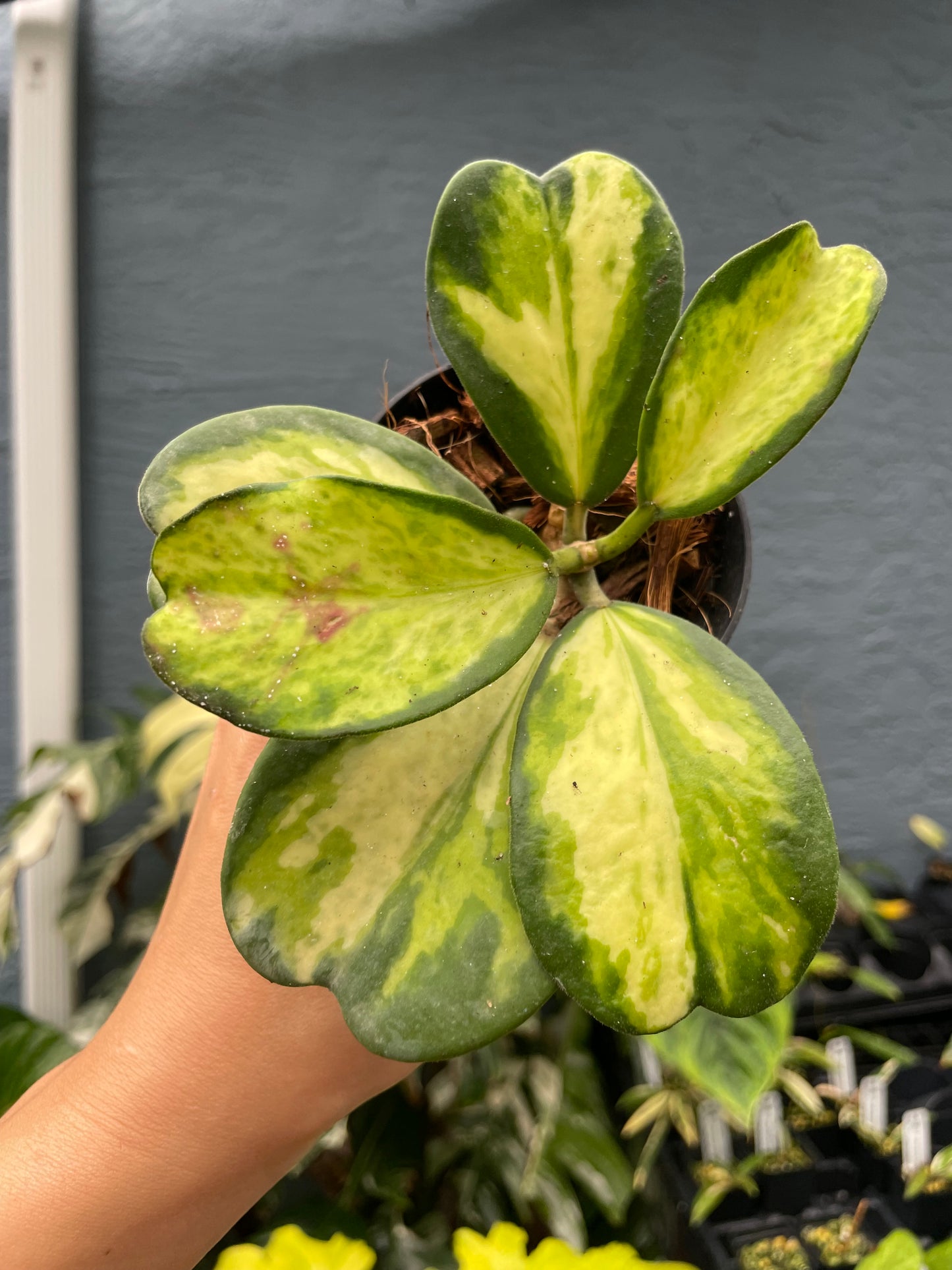 Hoya kerrii 'Picta Spot' (inner variegated)