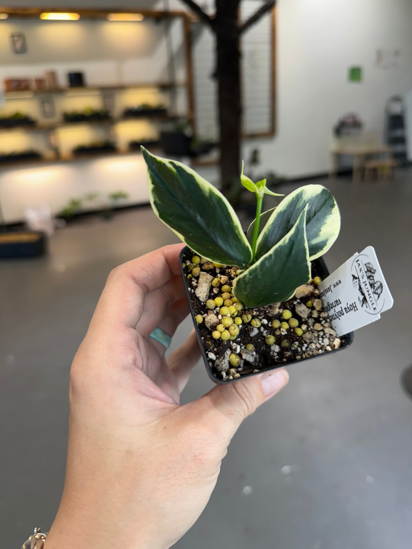 Hoya polyneura albomarginata (outer variegated)