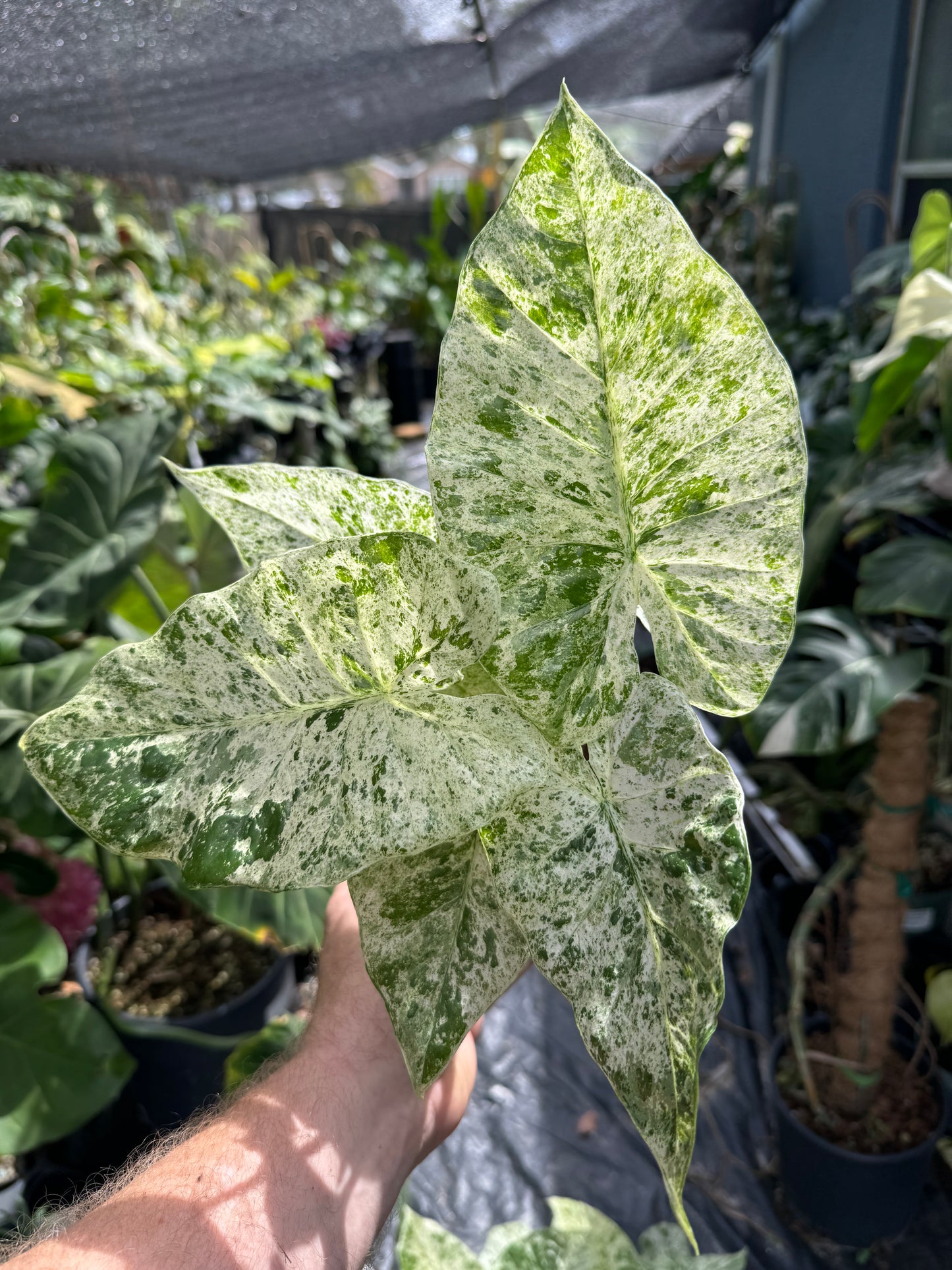 Alocasia ‘Blizzard’