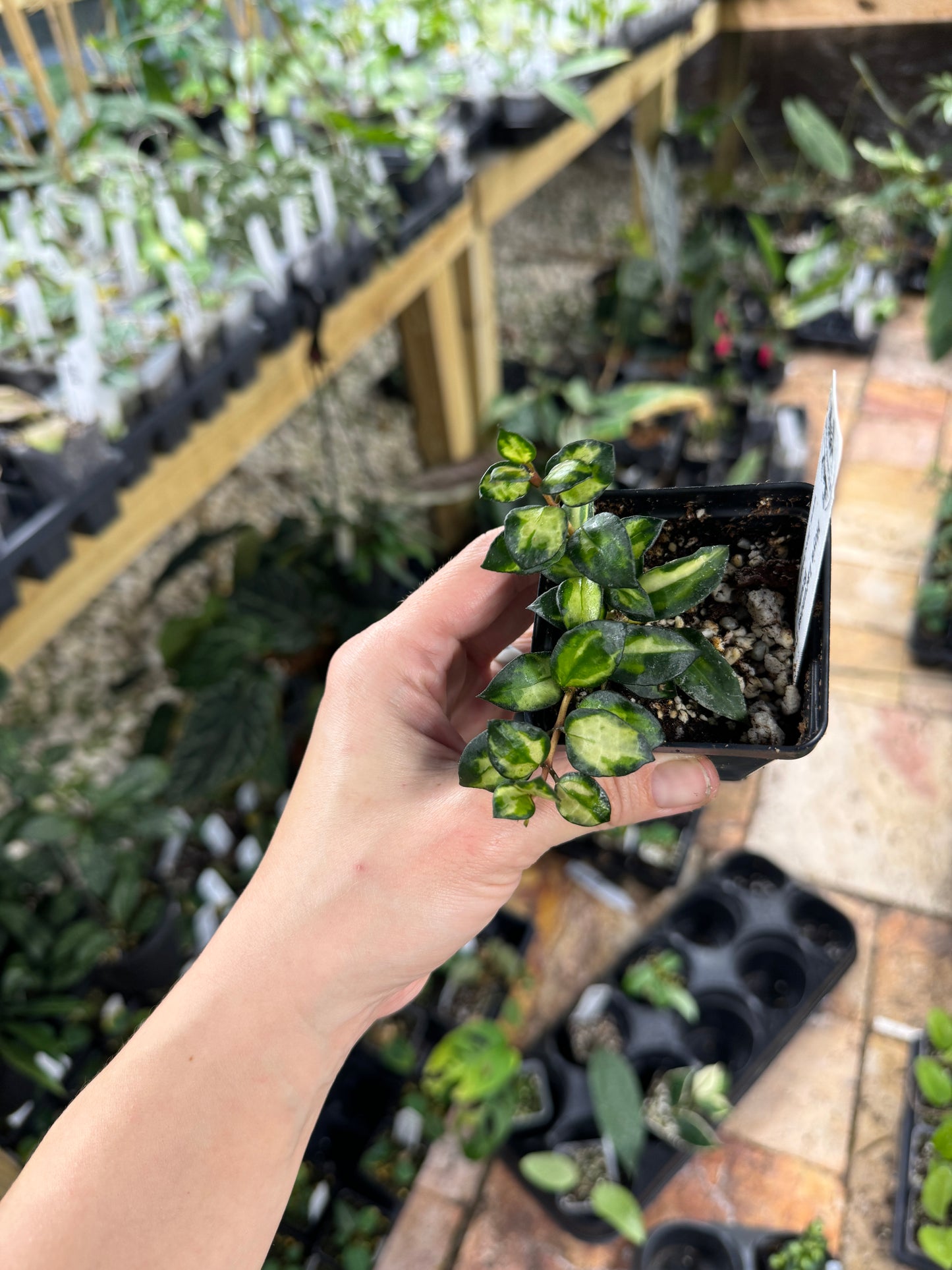 Hoya lacunosa tricolor ‘Bruno’