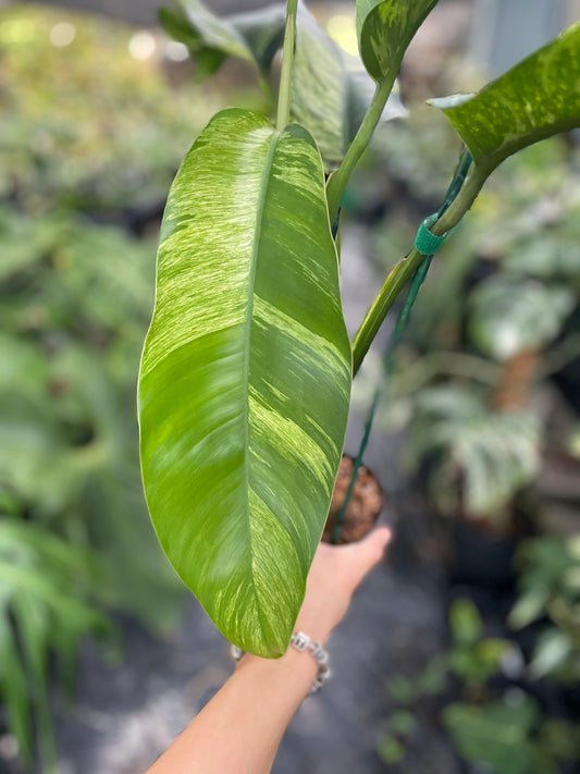 Epipremnum giganteum variegated