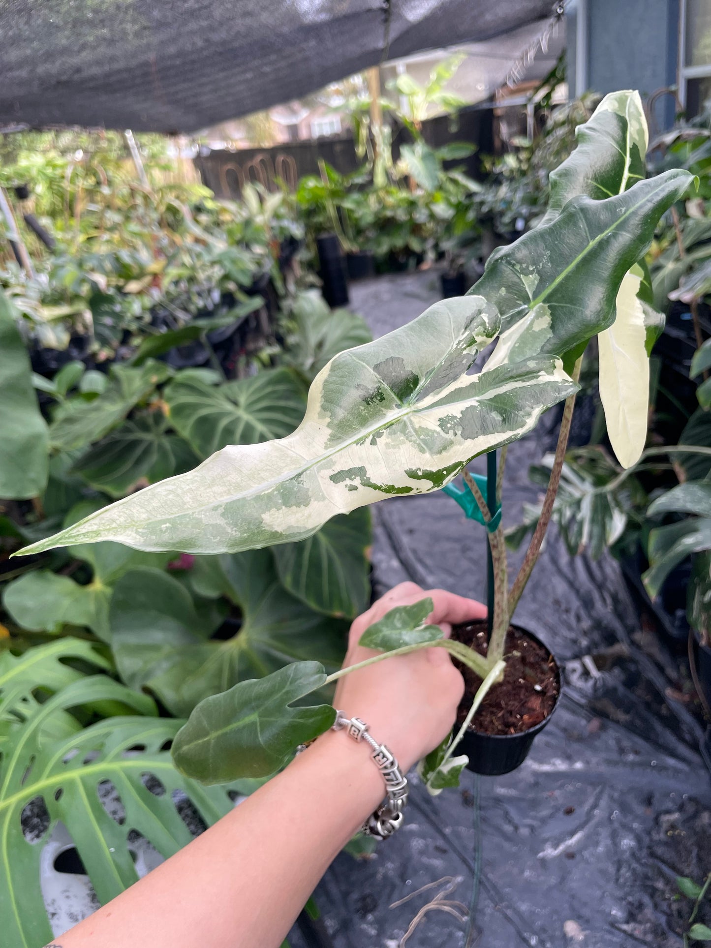 Alocasia Sarian Variegated