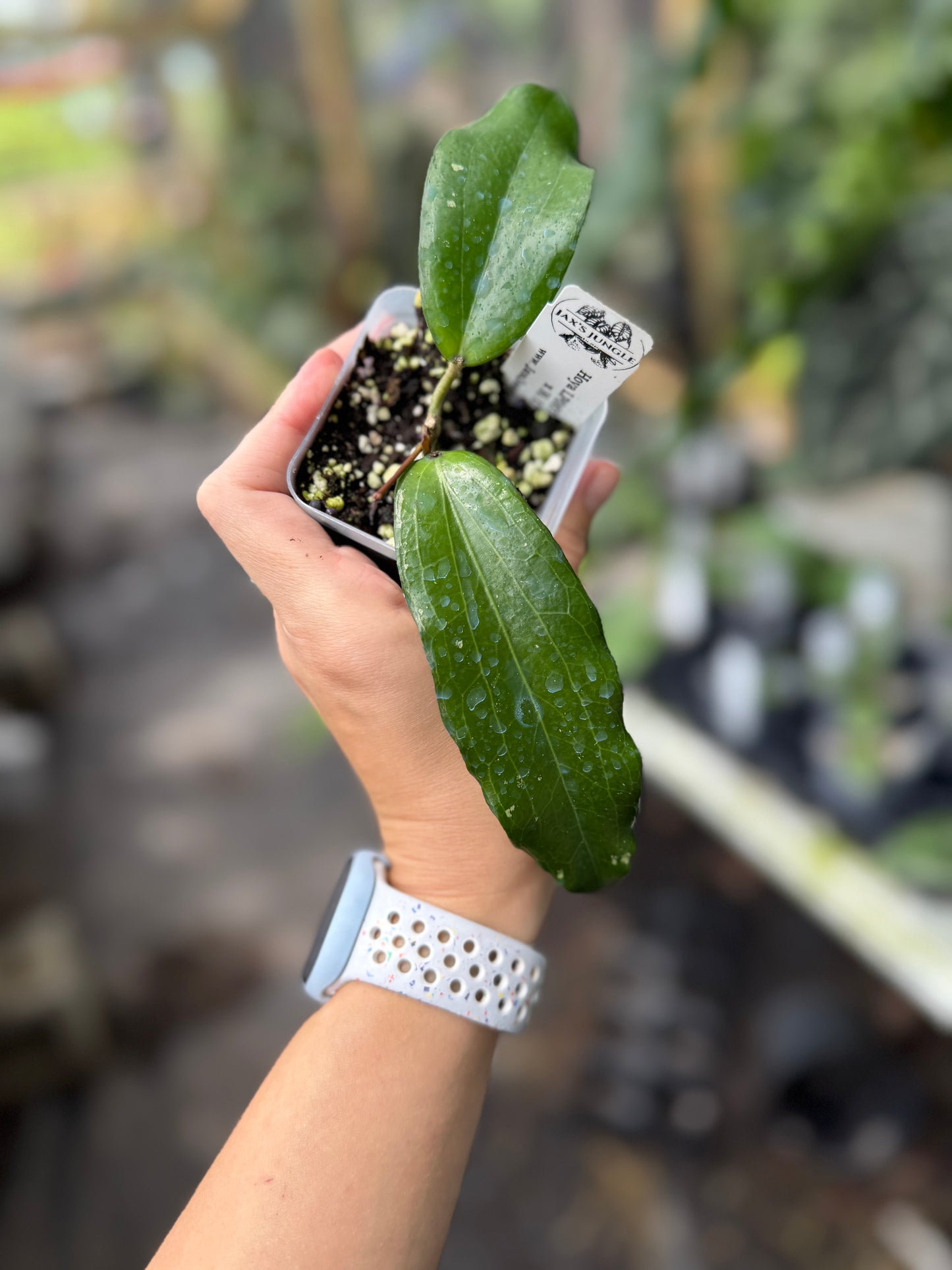 Hoya LP007 (H. erythrina x H. UT267)