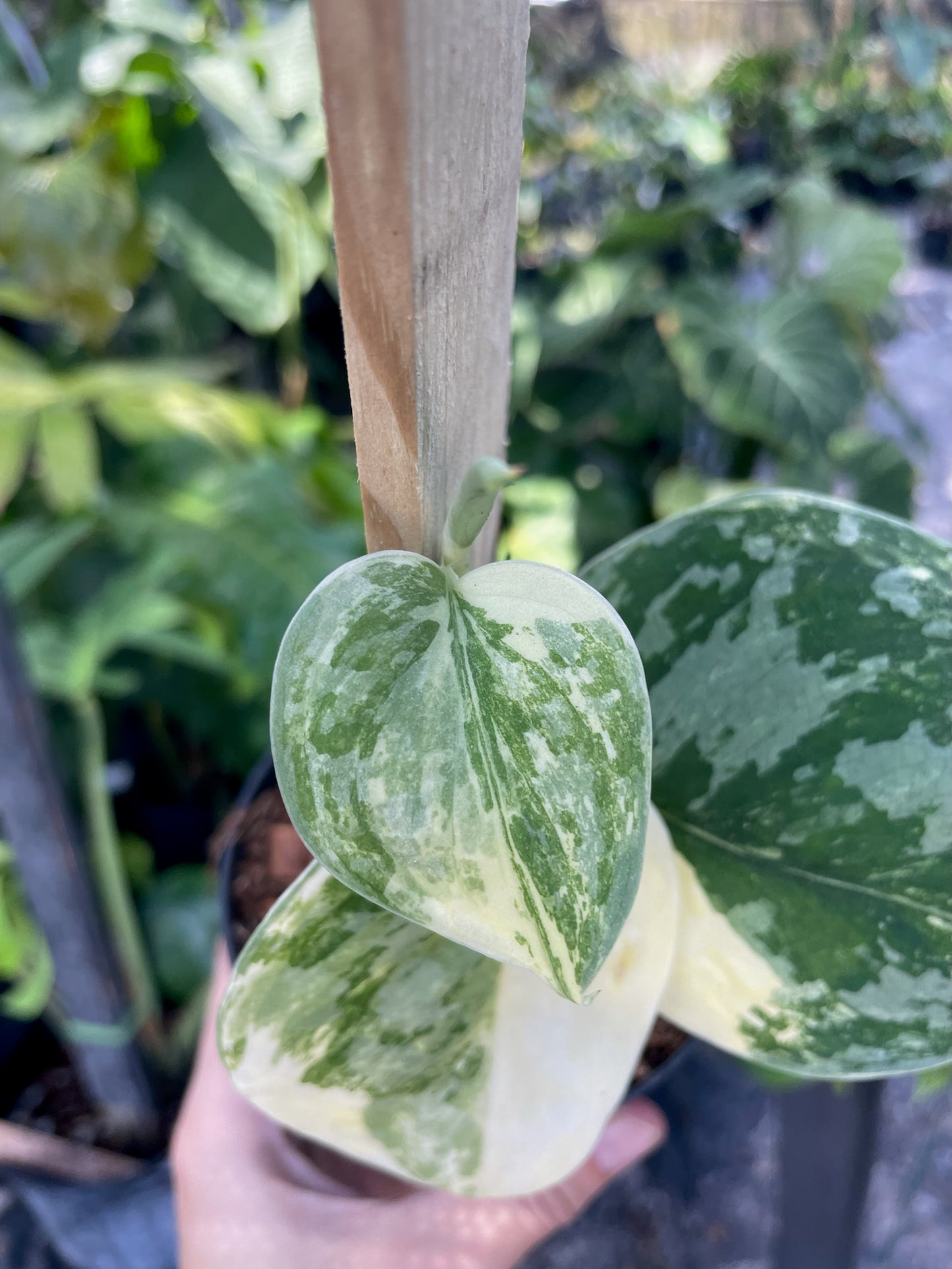 Scindapsus Exotica Variegated