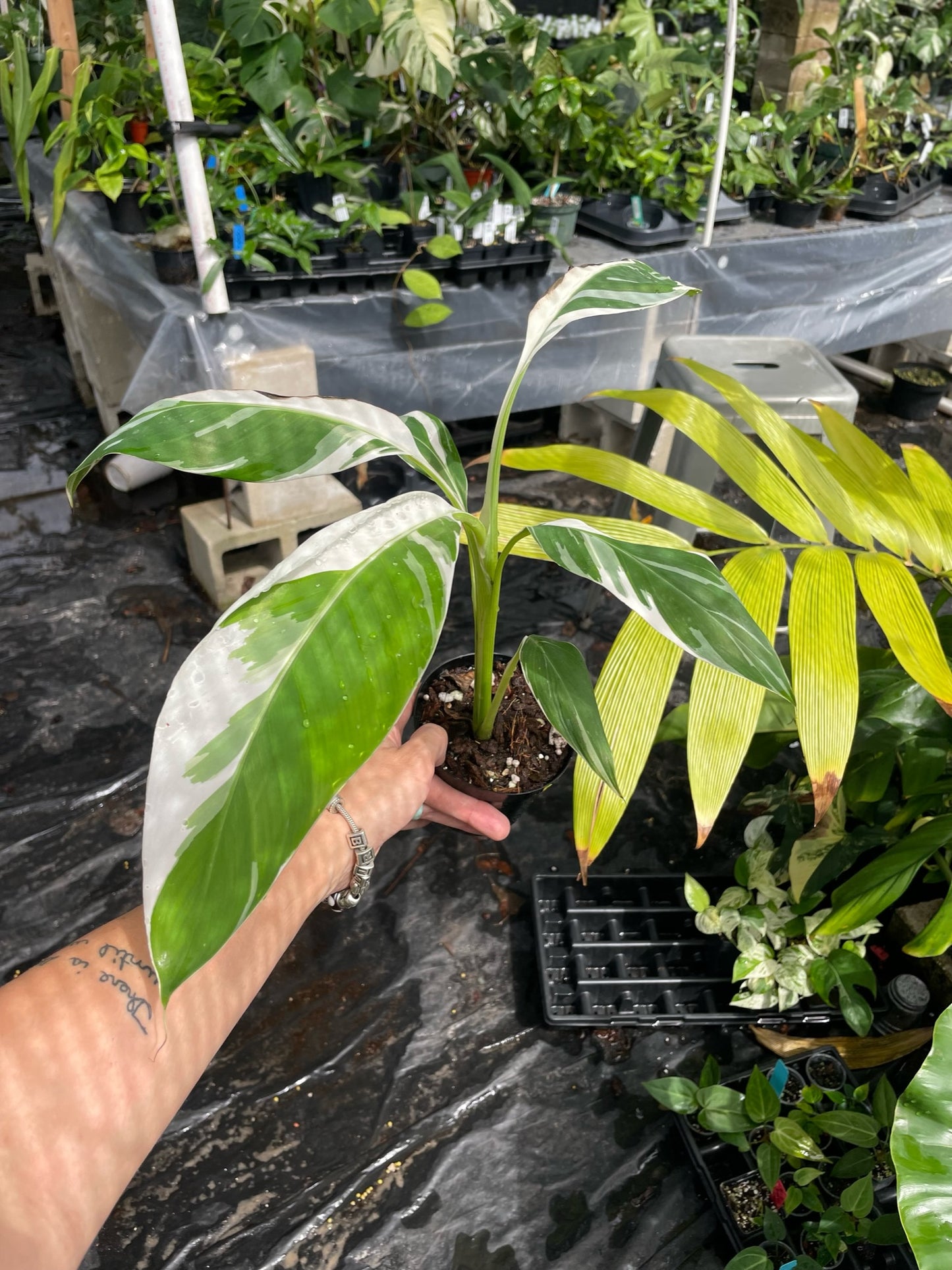 Musa Florida Variegated