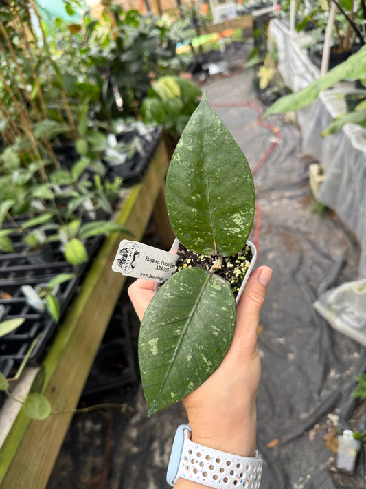 Hoya sp. Putri Betung ABS005