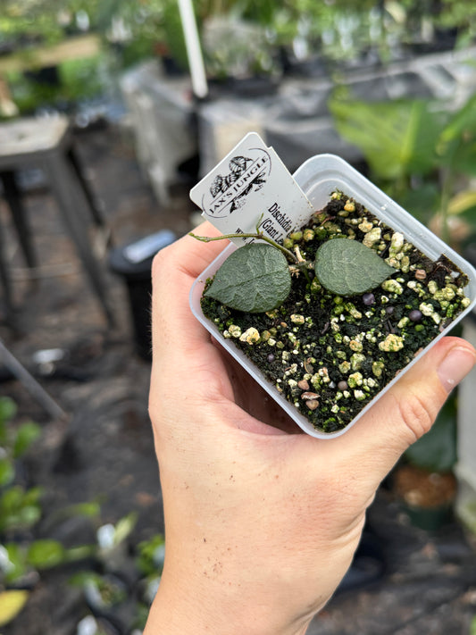 Dischidia hirsuta (Big leaf)