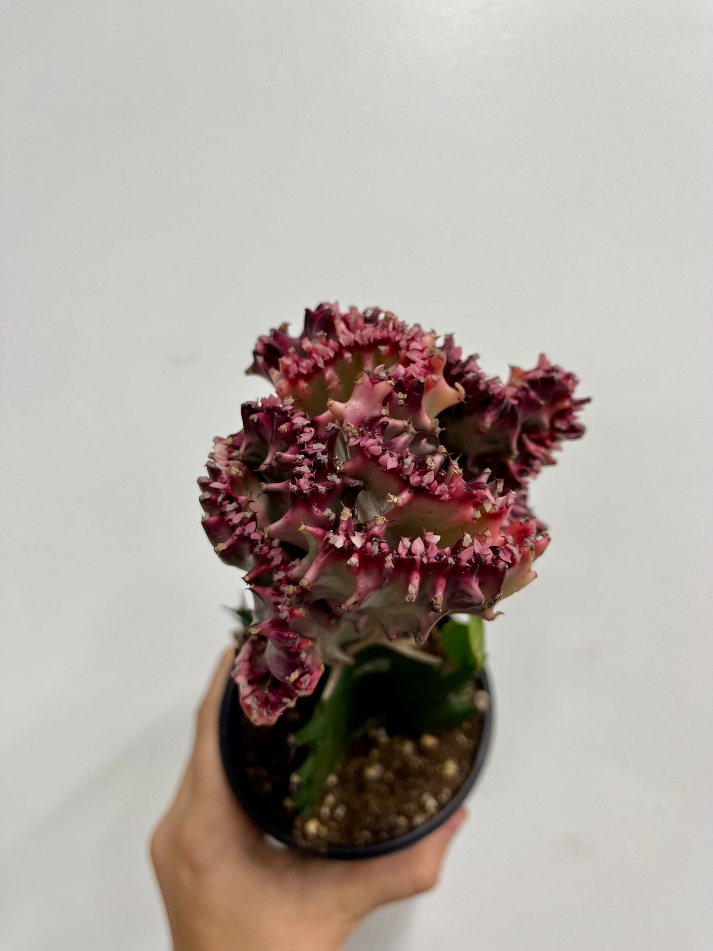 Euphorbia Lactea Crested Grafted (Mermaid tail purple)