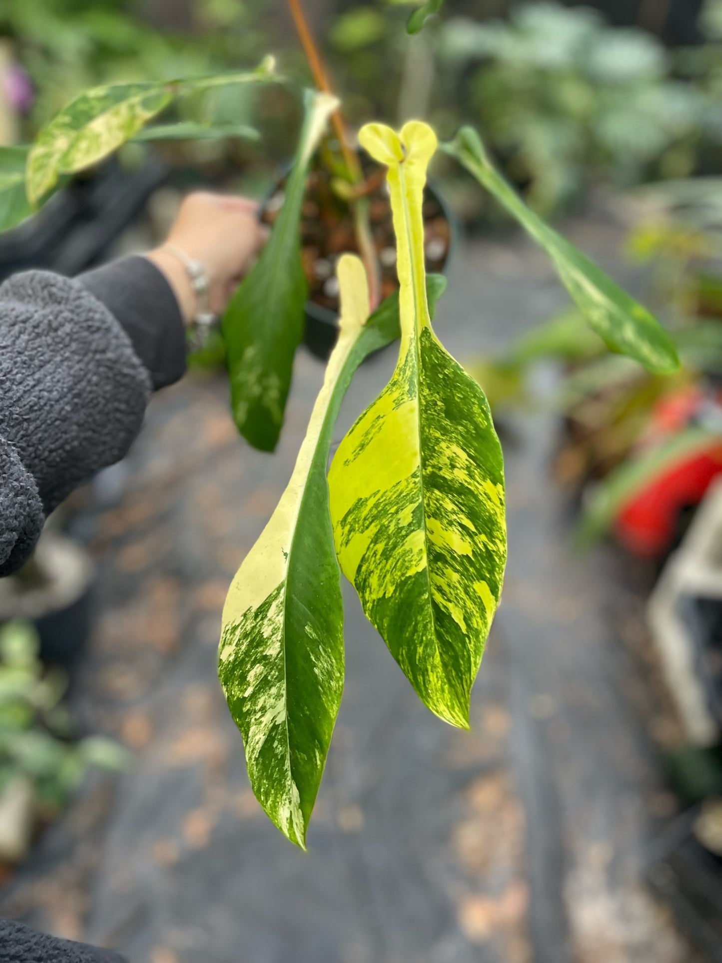 Philodendron joepii variegated