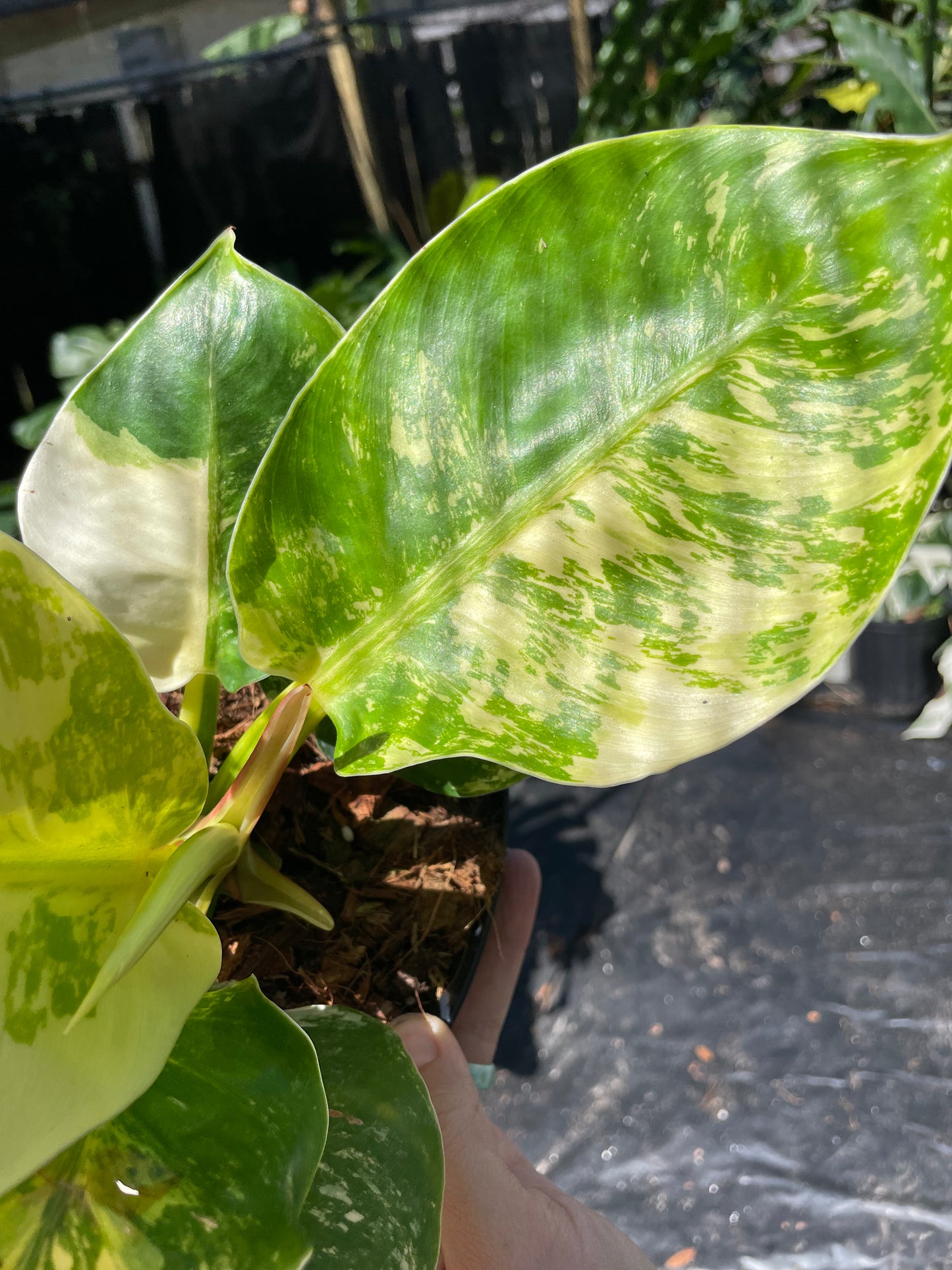 Philodendron moonlight variegated