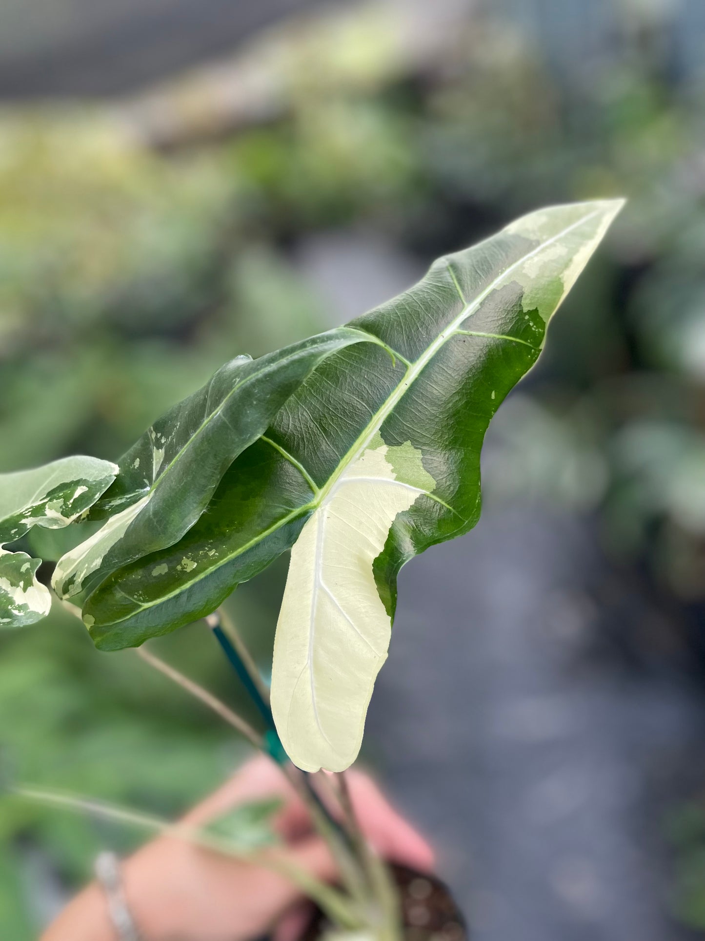 Alocasia Sarian Variegated