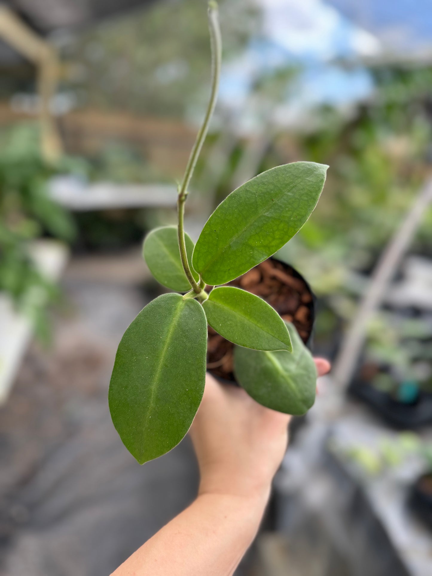 Hoya calycina stargazer