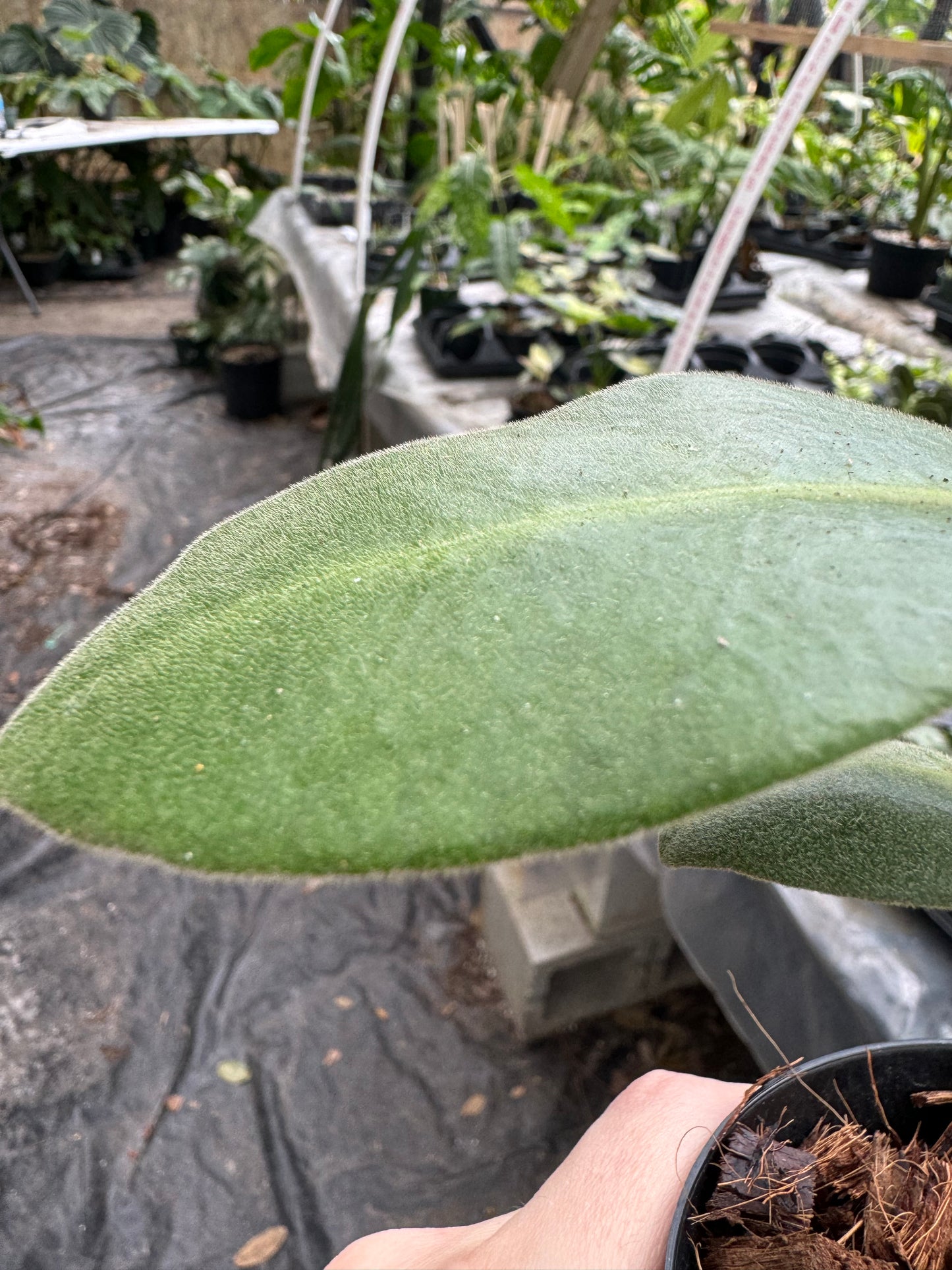 Hoya calycina stargazer