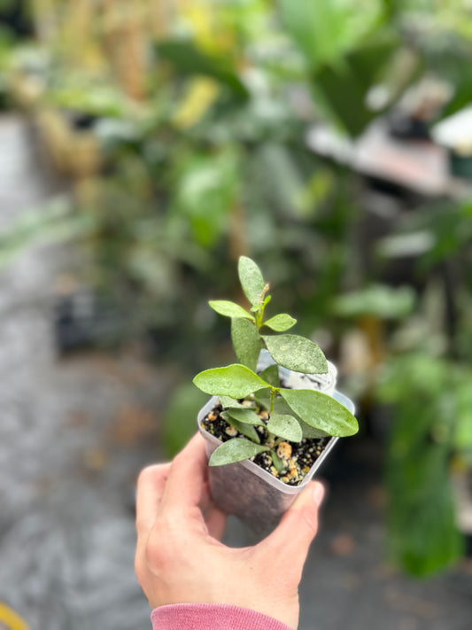 Hoya nummularioides (silver)