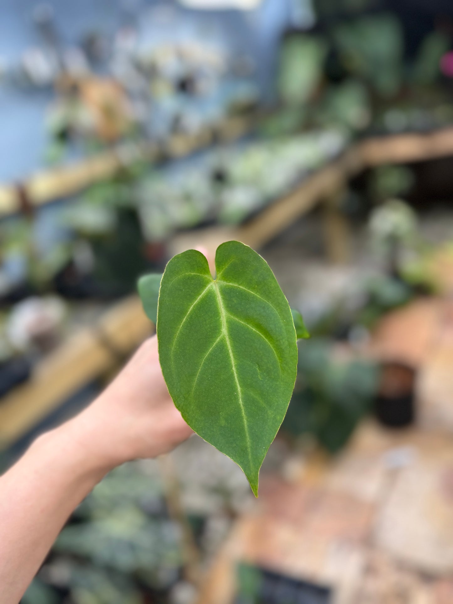 Anthurium papillilaminum x Michelle