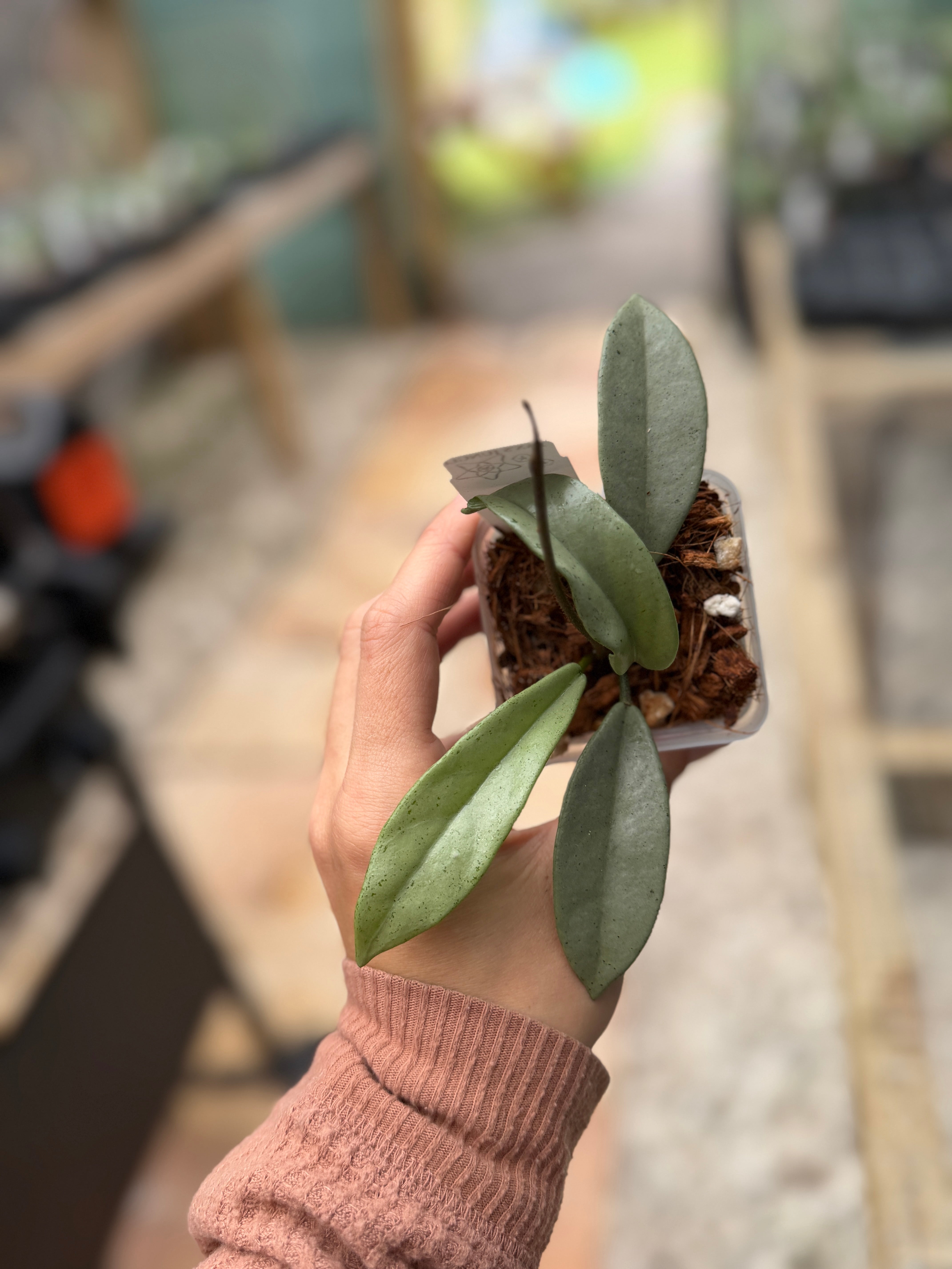 Hoya carnosa 'Wilbur Graves' (Silver) – Jax's Jungle