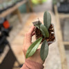 Hoya carnosa 'Wilbur Graves' (Silver)