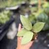 Hoya sp. trenggalek 'Menak Sopal' (Silver)