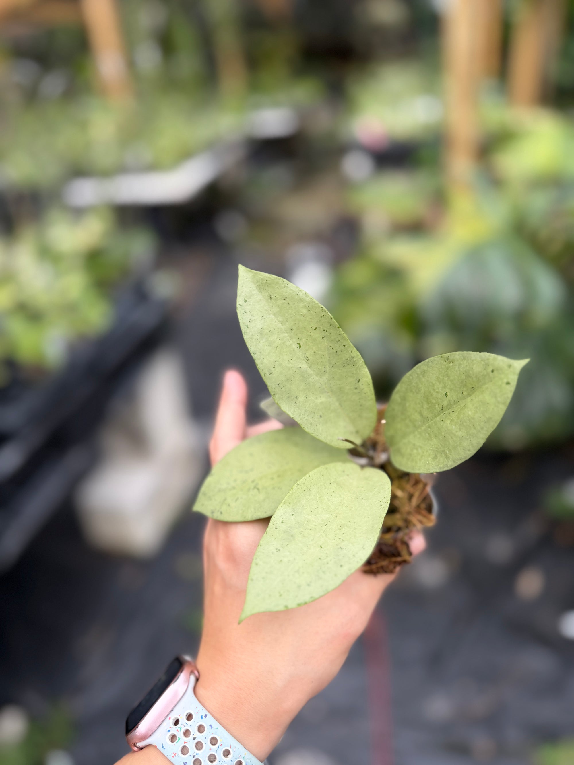 Hoya sp. trenggalek 'Menak Sopal' (Silver)
