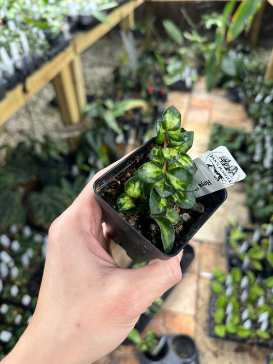 Hoya lacunosa tricolor ‘Bruno’