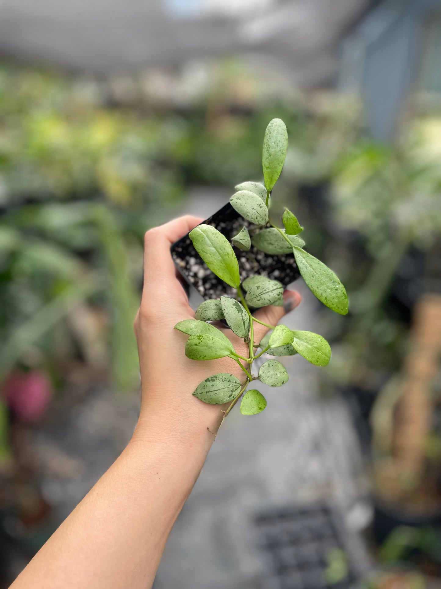 Hoya lacunosa sulcata