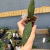 Hoya Clemensiorum sp. Aceh ‘Crocodile’