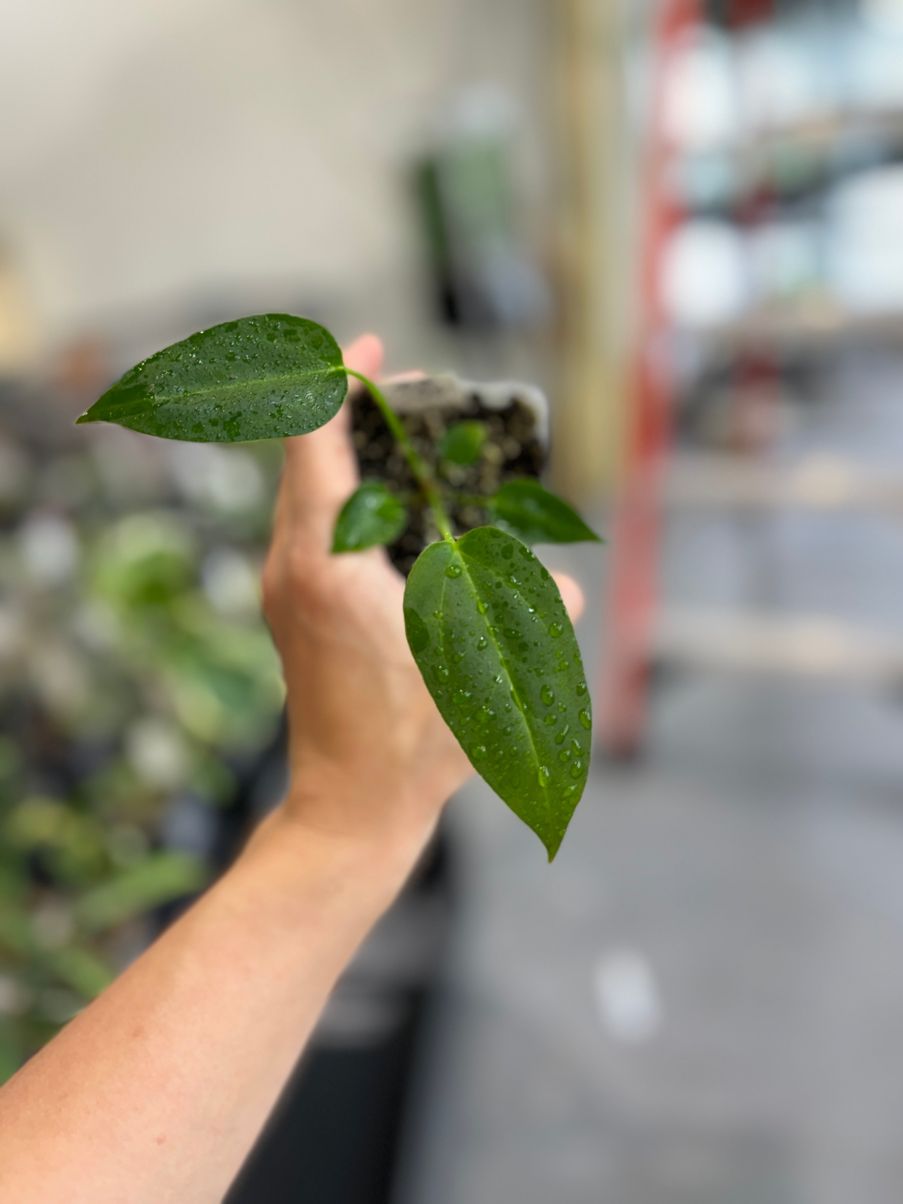 90's 40acres マルコムX WorldTour スタジャン Roots Supreme/40 Acres Malcolm X Varsity Jacket | Supreme 25ss