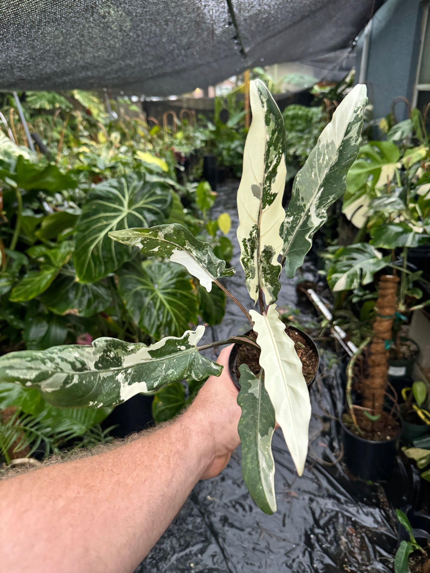 Alocasia lauterbachiana Albo