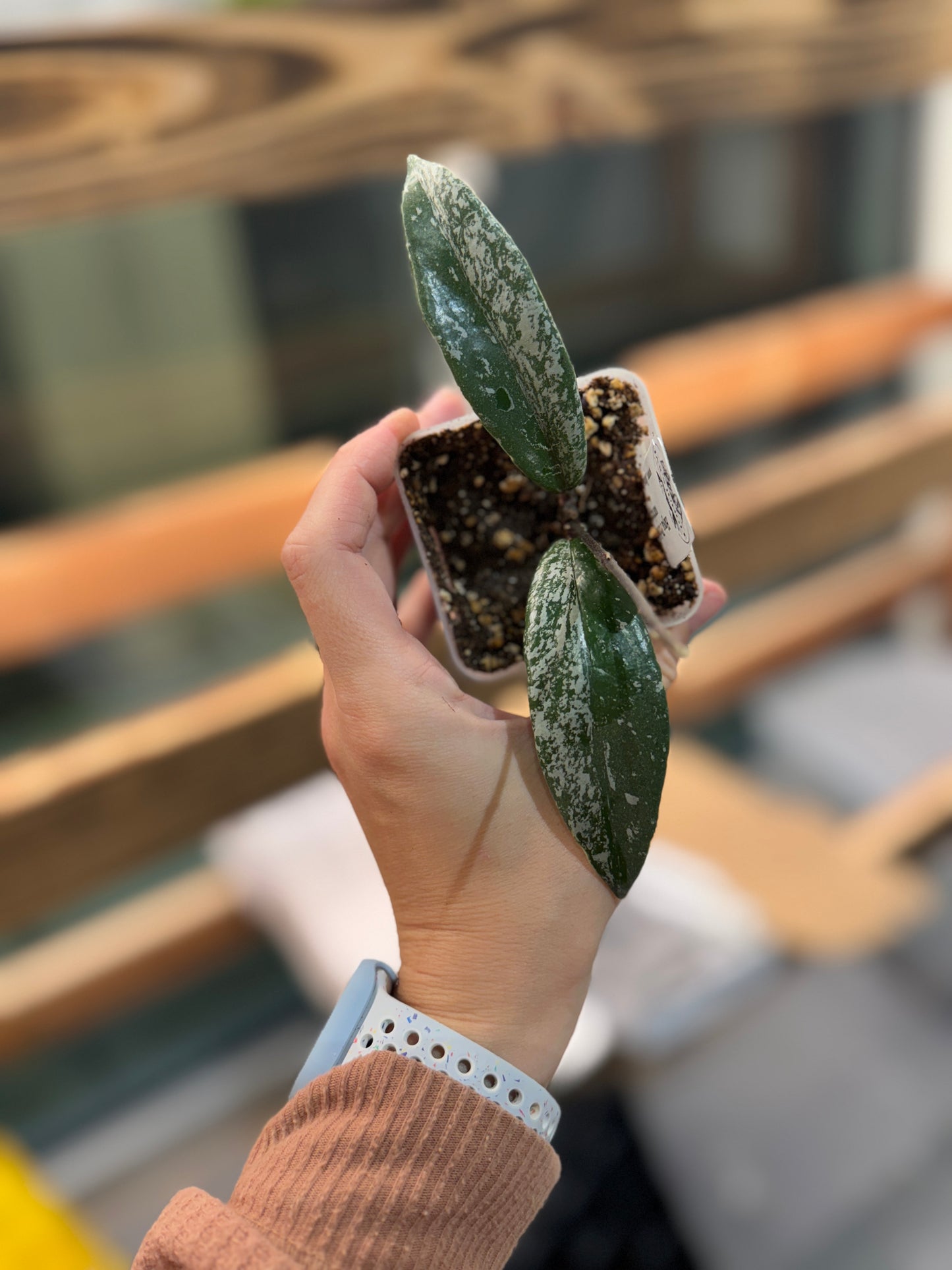Hoya pubicalyx (outer variegated)