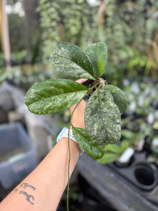 Hoya patcharawalai seedling by Ice