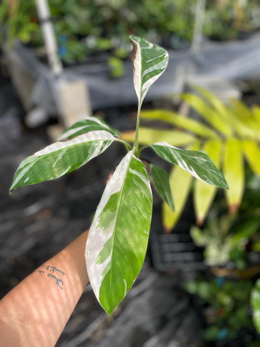 Musa Florida Variegated