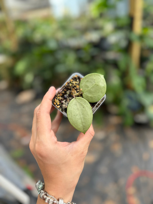 Hoya verticillata (silver, heart shaped)