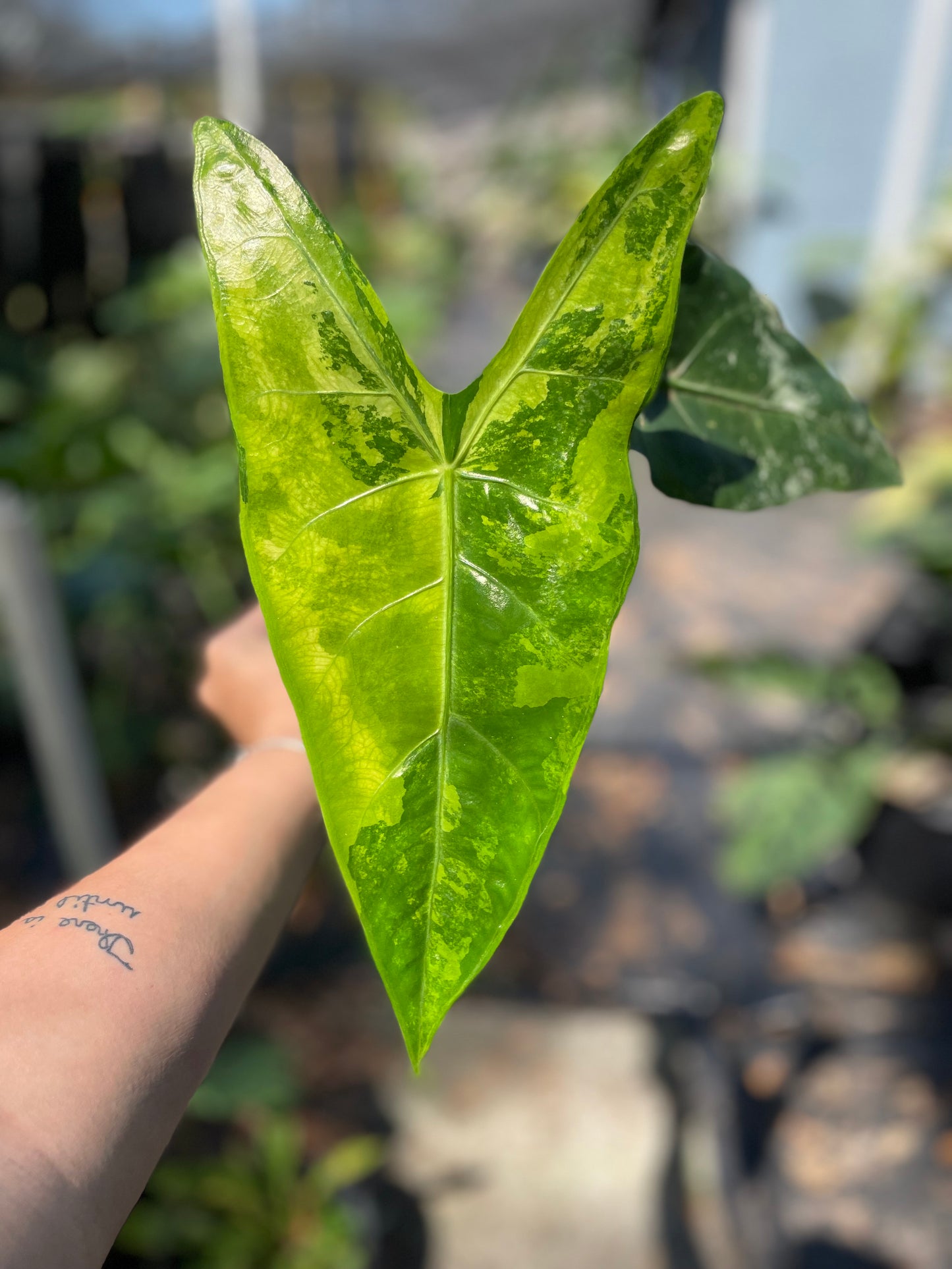 Alocasia Longiloba Albo Variegated